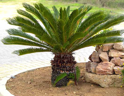 Cycas revoluta