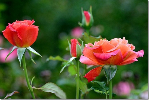 bettina_rose_II