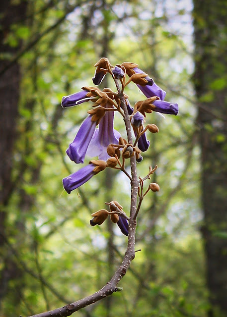 paulownia princess tree West Virginia photography