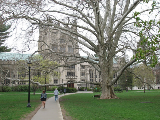 Vassar-College-tree