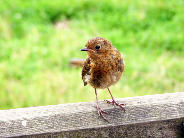 baby robin perched on wooden rail