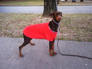 como enseñar a un perro a quedarse parado y quieto 