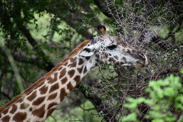 Safari na Tanzânia e no Quênia