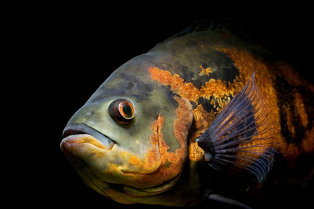 ikan hias tawar Ikan Oscar (Astronotus ocellatus)