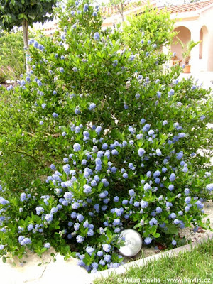 Indi Scaping Design Ceanothus