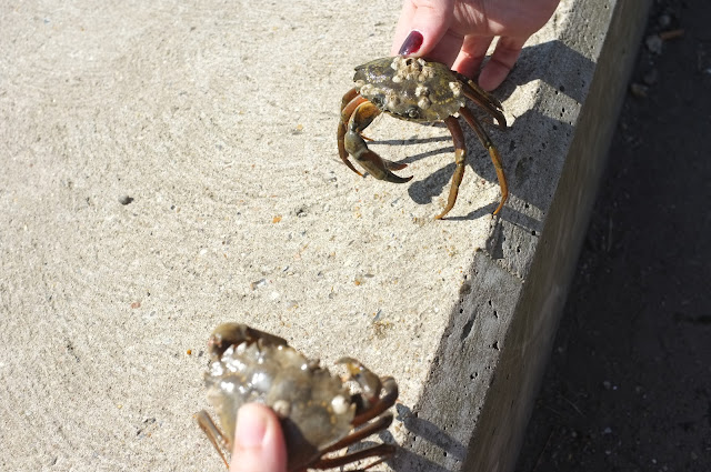 crabbing orford