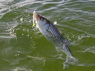 striped bass