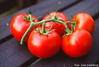 Tomat adalah komoditas hortikultura yang penting CARA BUDIDAYA TANAMAN TOMAT