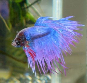 Betta-Fish-Fighter-Fish