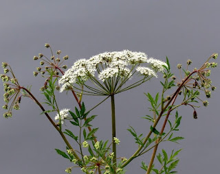 Cicuta virosa (homeopathie)