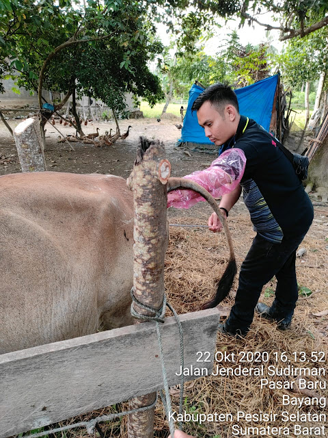 Teknologi Inseminasi Buatan untuk Peternak Sapi di Pessel.