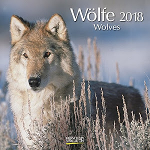 Wölfe 2018: Broschürenkalender mit Ferienterminen. Fasziniernde Bilder von Wölfen. 30 x 30 cm