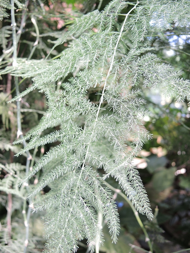 Metz: de botanische tuin - 1: de planten