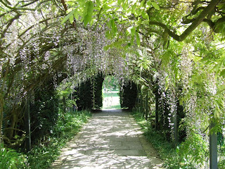 Wisteria Tunnel