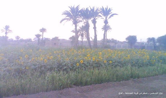 دوار الشمس