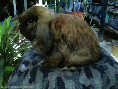 holland lop