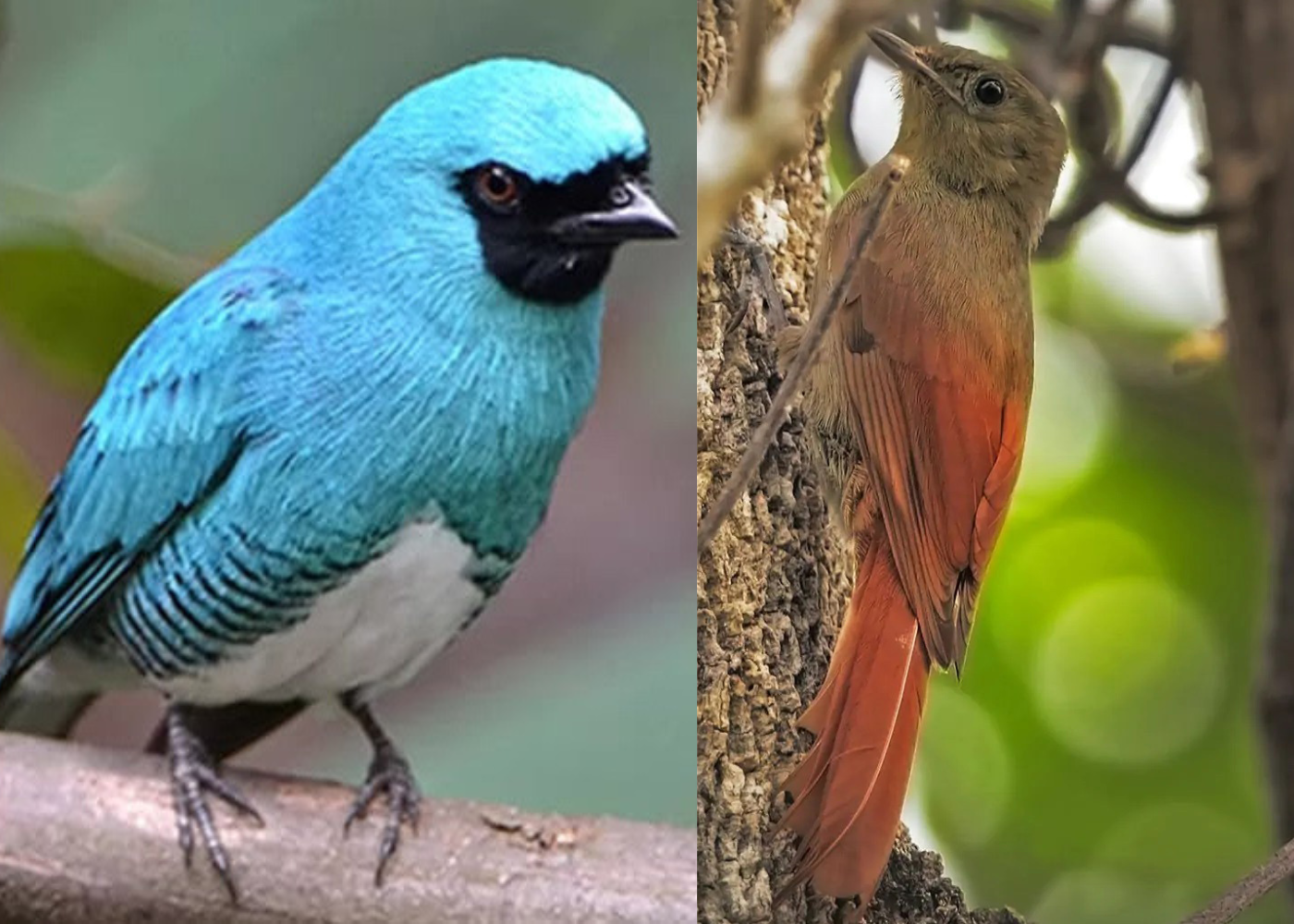 Universidade do Paraná publica estudo sobre pássaros do Parque Nacional do Iguaçu