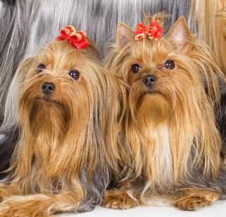 El Yorkshire Terrier