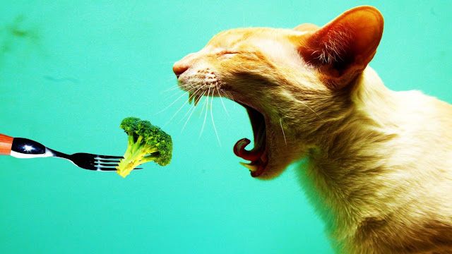 broccoli, diet broccoli, funny cat wallpaper