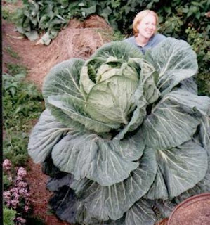 Giant Alaskan Cabbage