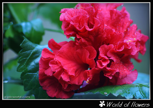 Hibiscus picture