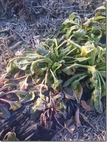 Freeze1 Oct2015