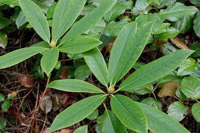 Pacific Rhododendron