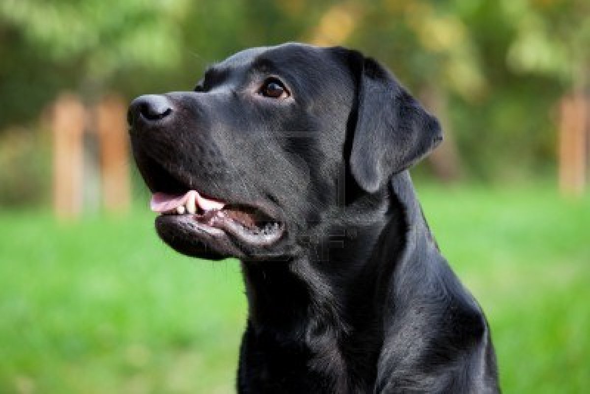 Cute Dogs: Labrador Retriever Dog