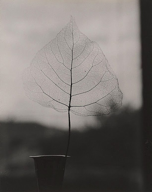 Olive Cotton (1911-2003), Skeleton leaf, 1964 Gelatin silver photograph, vintage, 24,7x19 cm Art Gallery of New South Wales, Australia