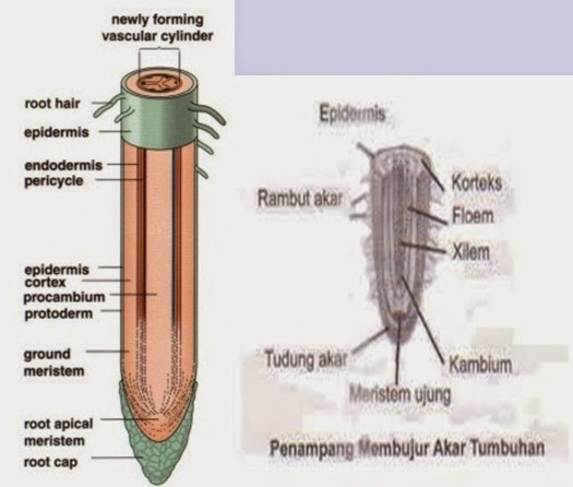 Ringkasan Materi Ujian Sekolah tentang Fungsi Jaringan 