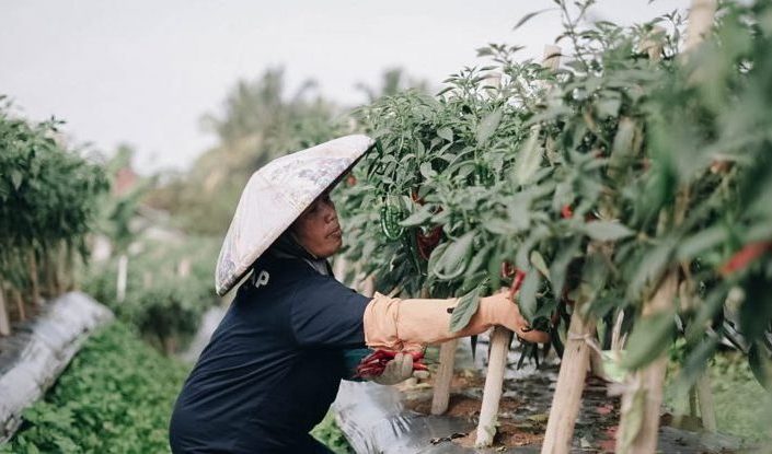 Crowde Sudah Salurkan Permodalan Ke Petani Rp 22 Miliar