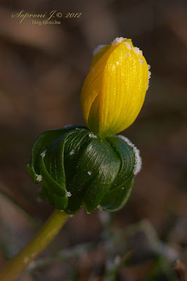 Téltemető (Eranthis hyemalis)