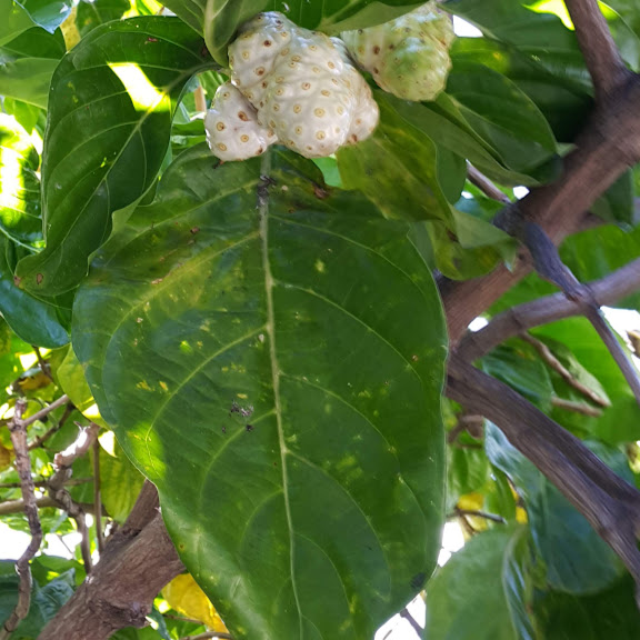 Arbusto, Árvore, Comestível, Flores brancas, Flores tubulares, Folhas elípticas, Folhas Simples, Fruta, Medicinal, Rubiaceae, 