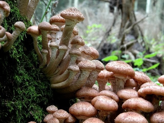 Parasite Of The Day November 5 Armillaria Ostoyae