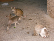 He thought they were dirty animals, but cats were great. (meknes )