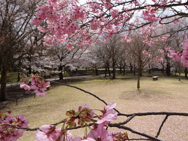 とっとり花回廊　桜の広場　満開の河津桜