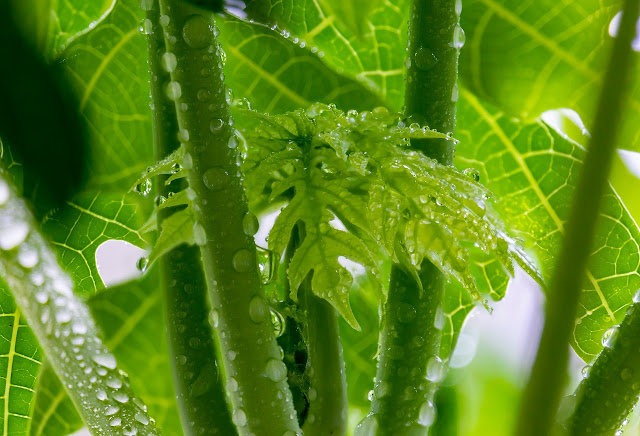 पपीते के पत्तों का उपयोग (Use of Papaya Leaf in Dengue Fever)