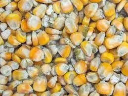 Sobanukirwa: Uburozi bwa Aflatoxin buboneka mu binyampeke ,ingaruka zabwo ku buzima bwa muntu