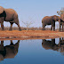 Elephant HD Wallpapers 2