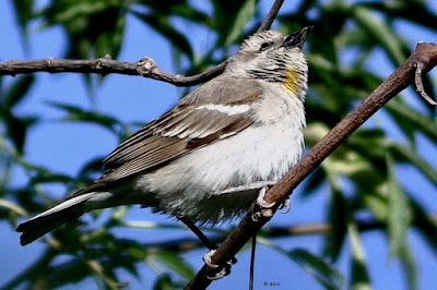 Yellow-throated Sparrow