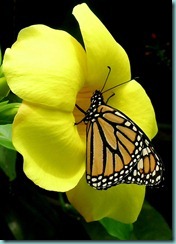 smithsonian-butterflies