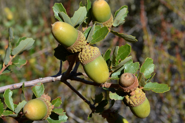 scrub oak in fruit