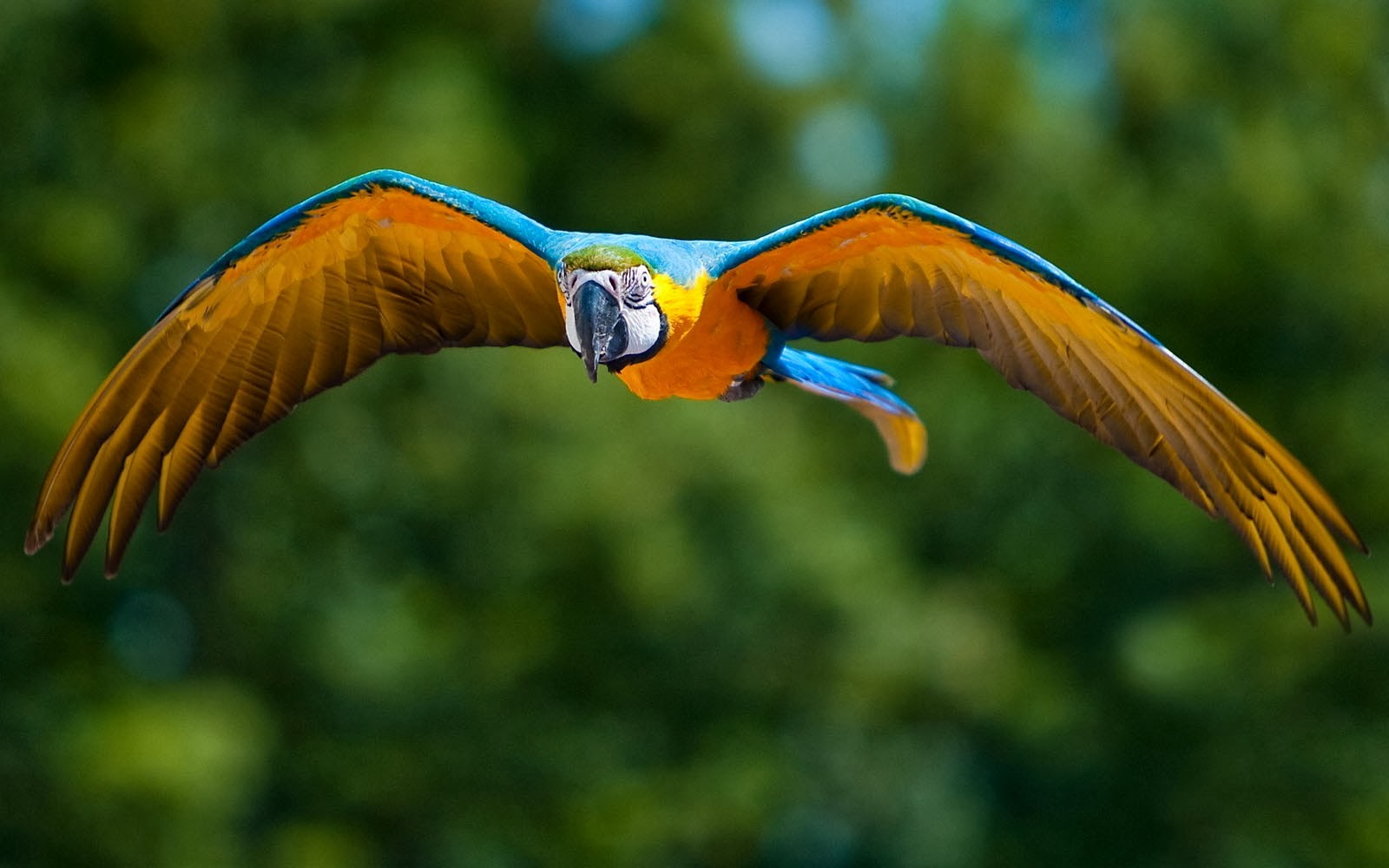 Macaw+Bird+Wallpapers+%25281%2529