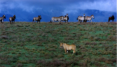 female lion on a hunt for zebra at ngorongoro