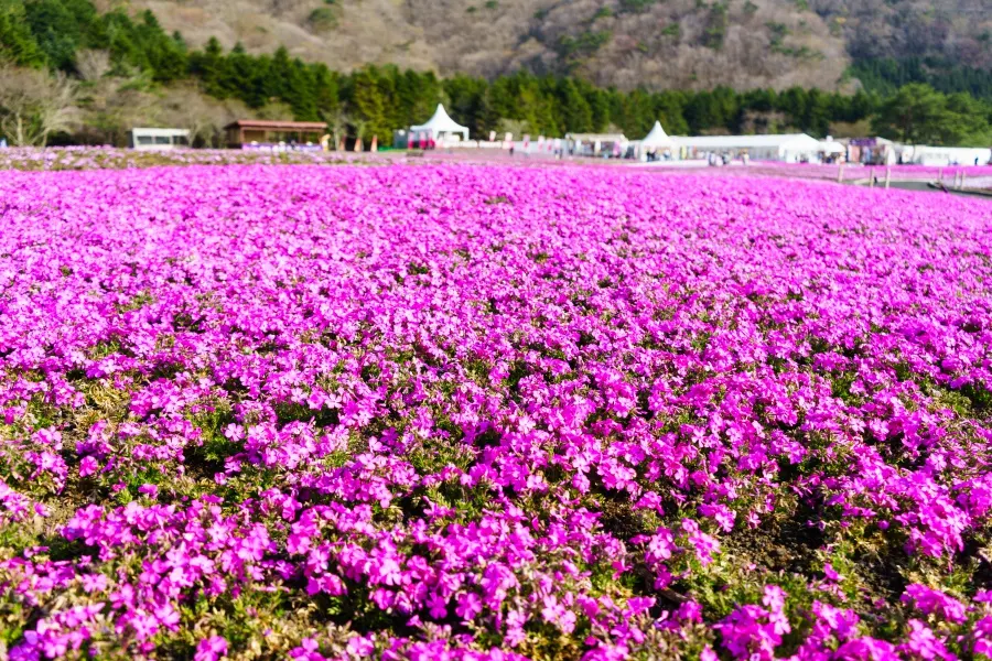 2015年の富士芝桜まつり