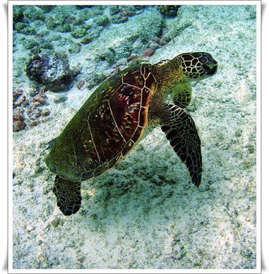 Hawaiian Green Sea Turtle