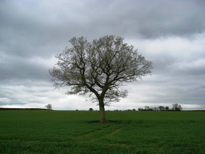 Lone tree, green field, grey skies