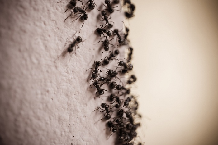 Apakah Berbahaya jika Tanpa Sengaja Menelan Semut atau Serangga?