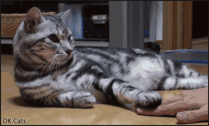 Art Cat GIF • Cinemagraph • Proud and dominant cat playing with human hand [ok-cats.com]