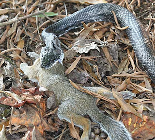 RAT SNAKE EATING